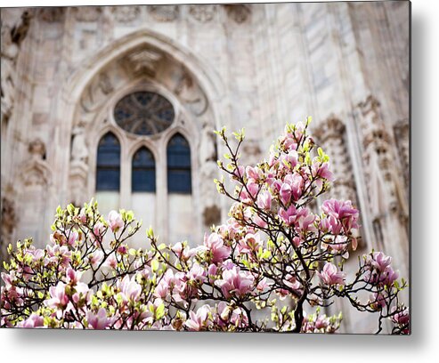Gothic Style Metal Print featuring the photograph Blooming Magnolia Against Duomo Window by Rinocdz