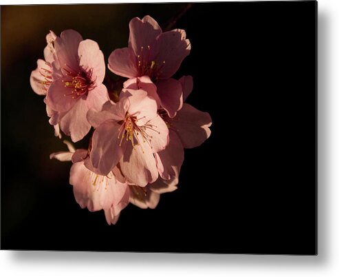 Petal Metal Print featuring the photograph Blossom by Daniel Brim