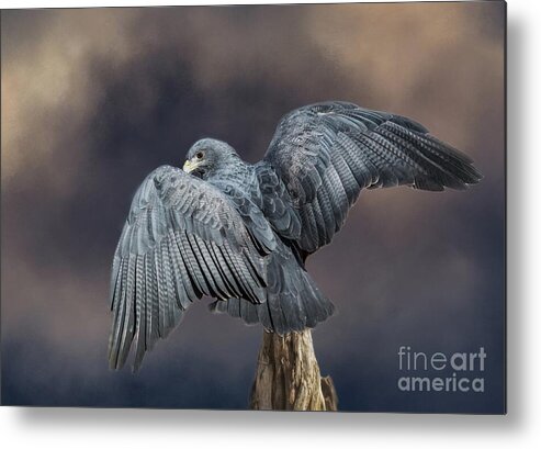 Black-chested Buzzard-eagle Metal Print featuring the mixed media Blue Wings by Eva Lechner