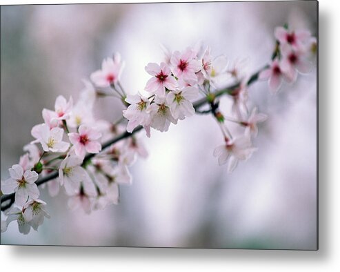 Celebration Metal Print featuring the photograph Branch Of Cherry Blossoms by Ooyoo