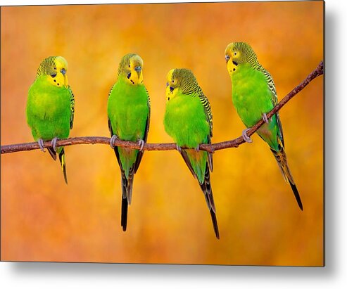 Budgerigar Metal Print featuring the photograph Budgerigar - In Good Company by Miary Andria