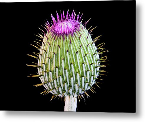 Fort Worth Metal Print featuring the photograph Bull Thistle Bud by Dean Fikar