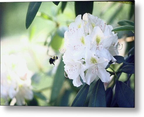 Horticulture Metal Print featuring the photograph Bumblebee Attacking Laurel Blossom by John Dominis