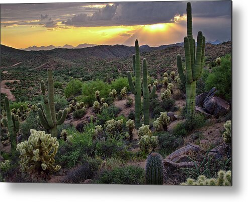 Cactus Metal Print featuring the photograph Cactus Sunset by Dave Dilli