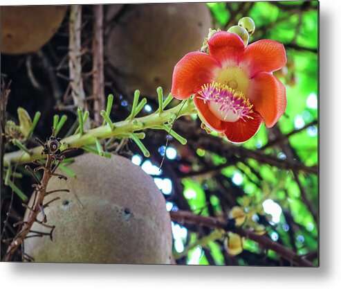 Cannonball Metal Print featuring the photograph Cannonball Tree Flower by Robert Wilder Jr
