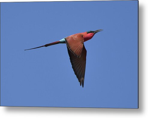 Bee-eater Metal Print featuring the photograph Carmine Bee-Eater by Ben Foster