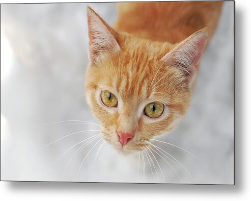 Pets Metal Print featuring the photograph Cat In Orange Color by Lilia Petkova