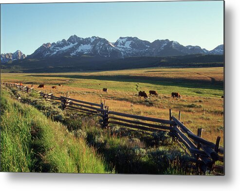 Grass Metal Print featuring the photograph Cattle Graze Under The Sawtooth Mtns by Simon Russell