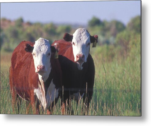 Scenics Metal Print featuring the photograph Cattle Stare by Norme