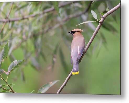 Cedar Waxwing Metal Print featuring the photograph Cedar Waxwing 2019-1 by Thomas Young