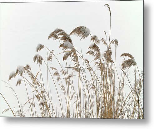 Pampas Grass Metal Print featuring the photograph Central Park Winter, NYC, January 2011 by Leo Bruce Hempell