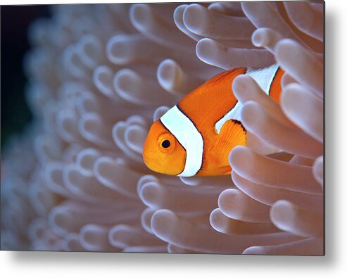 Underwater Metal Print featuring the photograph Clownfish In White Anemone by Alastair Pollock Photography