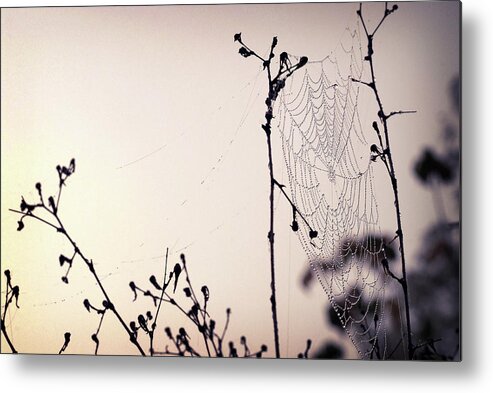 Pink Metal Print featuring the photograph Cob Webbed by Michelle Wermuth
