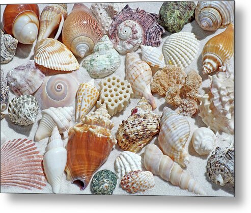 Seashells Metal Print featuring the photograph Collection by Kathi Mirto