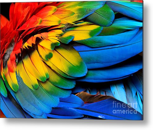 Feather Metal Print featuring the photograph Colorful Of Scarlet Macaw Birds by Super Prin