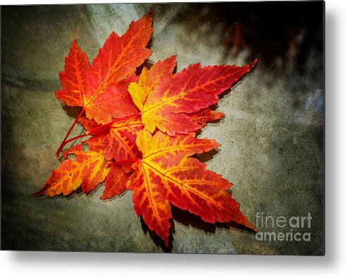 Leaves Metal Print featuring the photograph Colors of Fall by Debra Fedchin