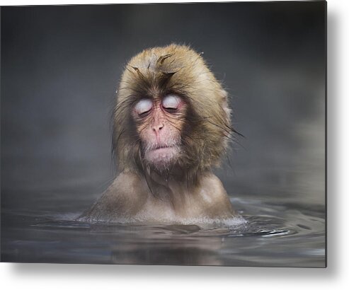 Ape Metal Print featuring the photograph Comfort Zone by C.s. Tjandra