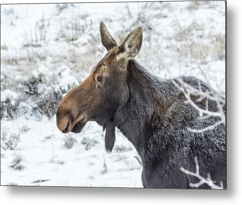 Moose Metal Print featuring the photograph Cow Moose on Frosty Morning by Stephen Johnson