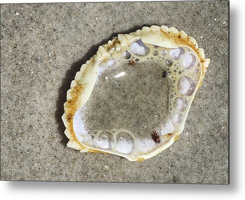Beach Metal Print featuring the photograph Crab Shell and Bubbles by Cate Franklyn