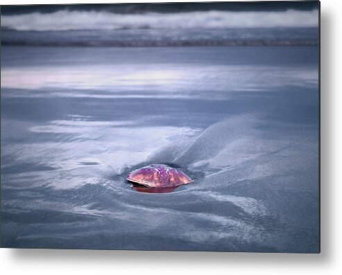 Crab Shell Metal Print featuring the photograph Crab Shell on Beach by Scenic Edge Photography