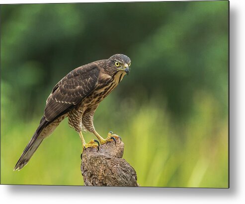  Metal Print featuring the photograph Crested Goshawk by Taksing (????)