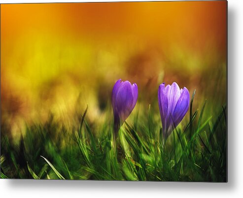 Nature Metal Print featuring the photograph Crocuses In The Grass by Lyubomir Momchilov