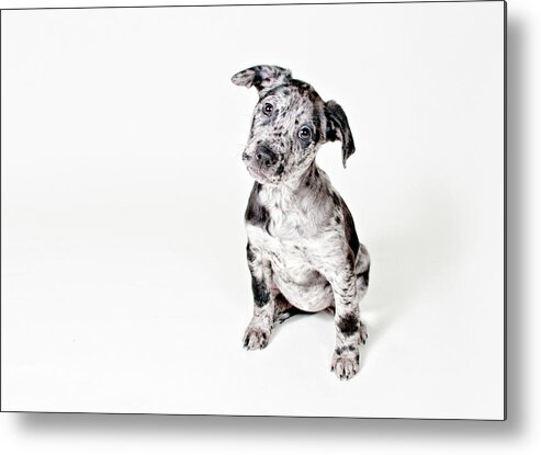 Pets Metal Print featuring the photograph Curious Puppy by Chad Latta