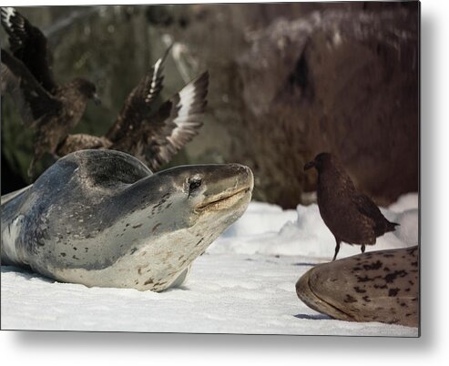 Seal Metal Print featuring the photograph Deadly Charm by Alex Lapidus