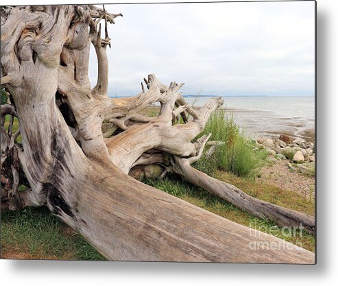 Driftwood Metal Print featuring the photograph Driftwood by Janice Drew