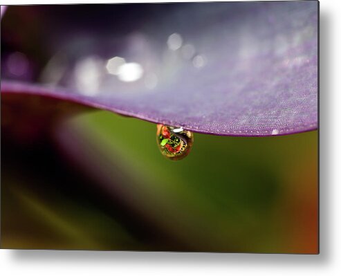 Outdoors Metal Print featuring the photograph Drop Of Water by Pablo Reinsch Photography