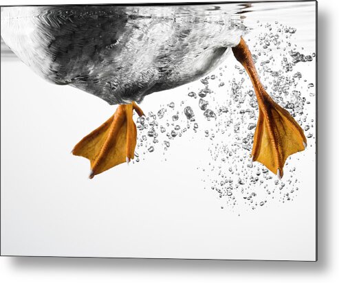 Underwater Metal Print featuring the photograph Duck Feet Swimming by Pier