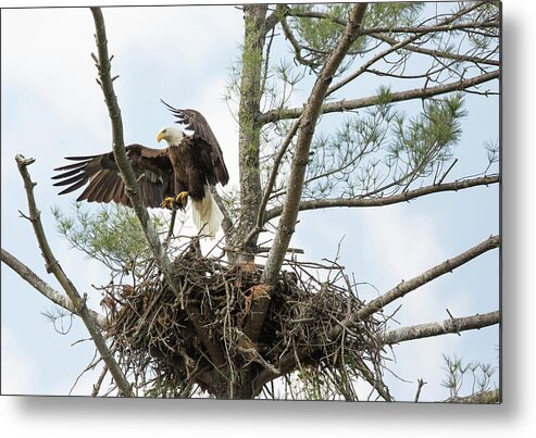 Wildlife Metal Print featuring the photograph Eagle Landing by Doug McPherson