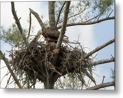  Metal Print featuring the photograph Eagle Nest by Doug McPherson