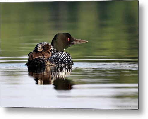 Common Loon Metal Print featuring the photograph Early Morning Snuggles by Sandra Huston