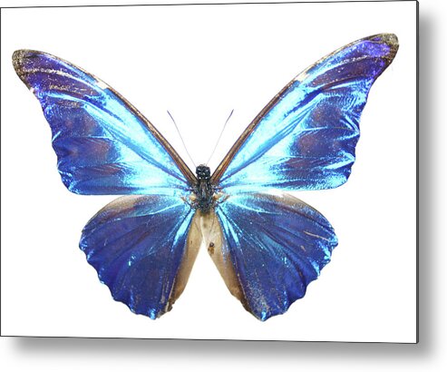 White Background Metal Print featuring the photograph Electric Blue Butterfly by Hidesy
