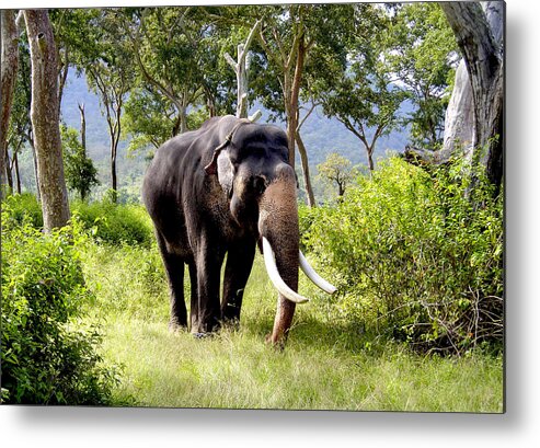 Grass Metal Print featuring the photograph Elephant by Selvin