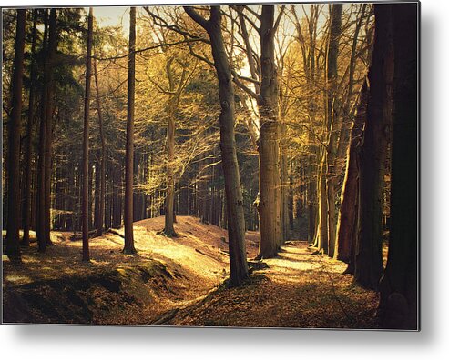 Scenics Metal Print featuring the photograph Enlightened Trees by Bob Van Den Berg Photography