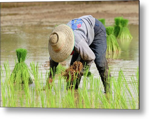 Working Metal Print featuring the photograph Farming by Pailoolom