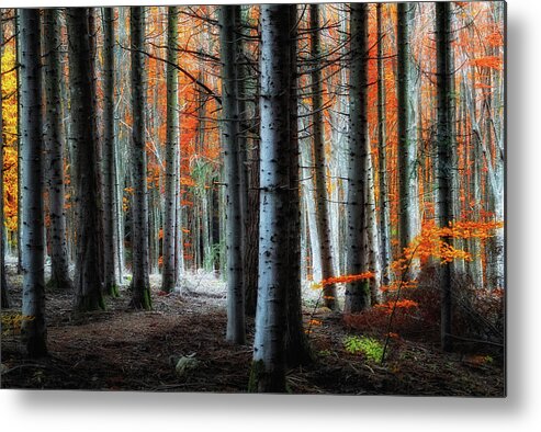 Forest Metal Print featuring the photograph Fire!! by Francesco Martini