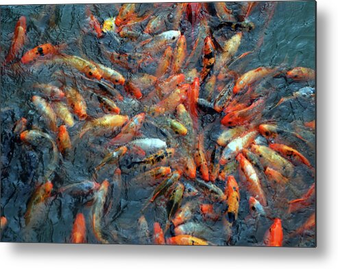 Underwater Metal Print featuring the photograph Fish Fight by Thomas Carroll