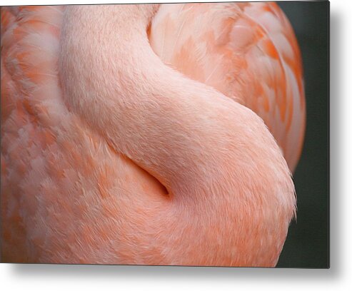 Curve Metal Print featuring the photograph Flamingo Neck by Mathew Spolin