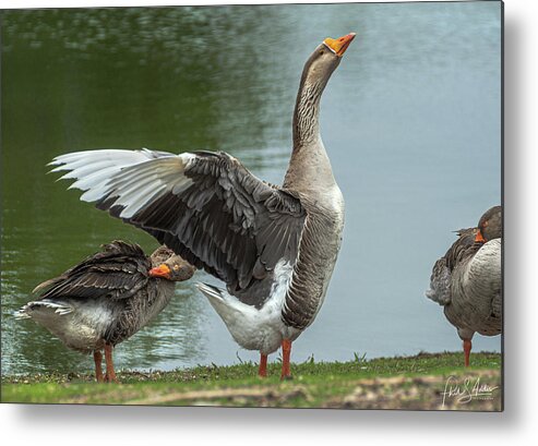 Geese Metal Print featuring the photograph Flapper by Phil S Addis