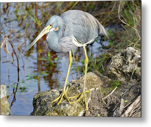 Bird Metal Print featuring the photograph Florida Tricolored Heron by Margaret Zabor