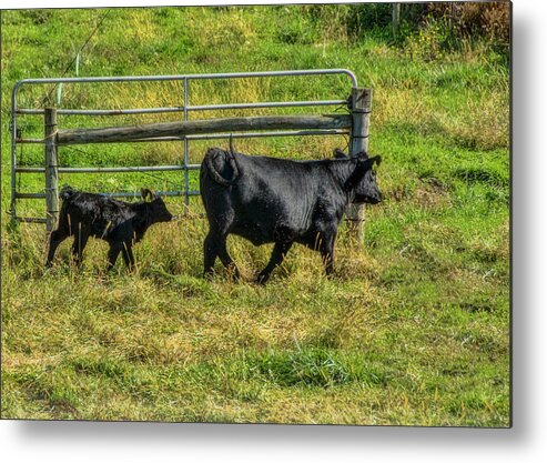 Cattle Metal Print featuring the photograph Following Momma by Cathy Kovarik