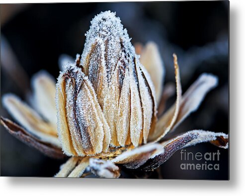 Seasonal Metal Print featuring the photograph Frozen Flower Bud Macro Shot by Maxim Khytra