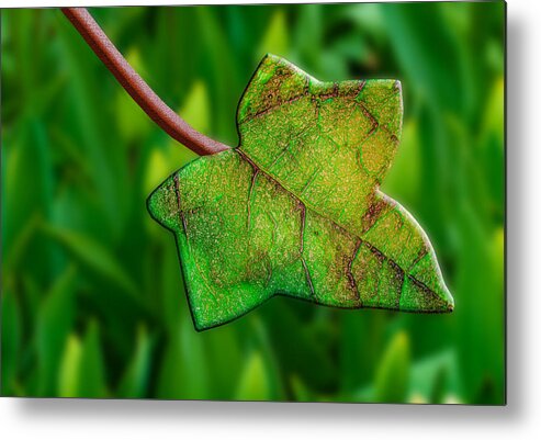 Photography Metal Print featuring the photograph Fused With Nature by Paul Wear
