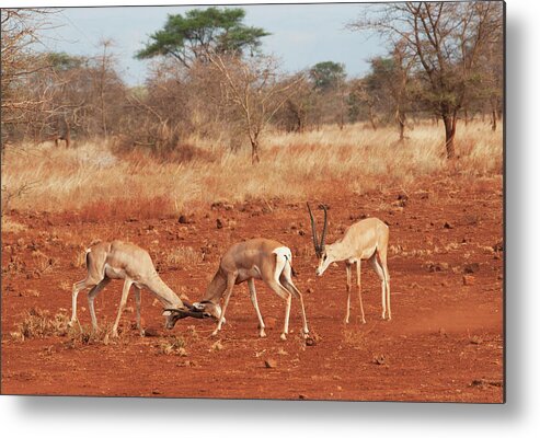 Kenya Metal Print featuring the photograph Gazelles In Conflict Using Their by Diane Levit / Design Pics