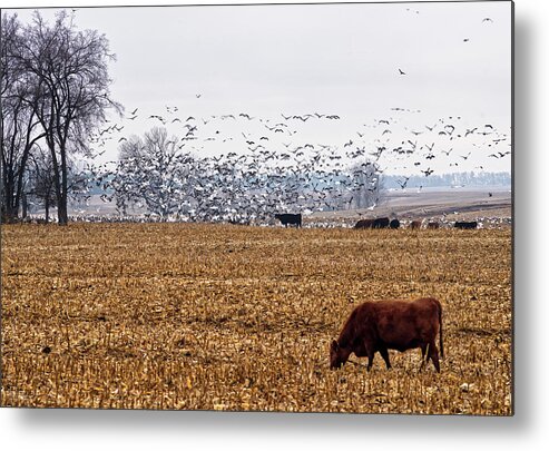 Goose Geese Cattle Simmental Snow Hunting Corn Stubble Field Farm Nd North Dakota Lesser Snow Goose Waterfowl Pasture Scenic Landscape Horizontal Autumn Fall Migration Flock Metal Print featuring the photograph Geese and Cattle Grazing in a ND Corn Field by Peter Herman