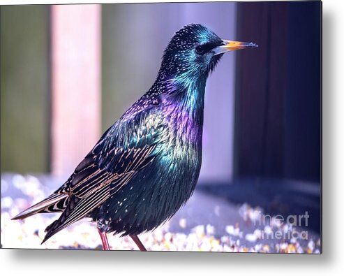 Starling Metal Print featuring the photograph Glorious Color on the Starling by Sandra J's