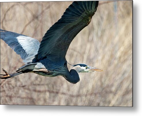 Heron Metal Print featuring the photograph Great Blue Heron 2 by Rick Mosher